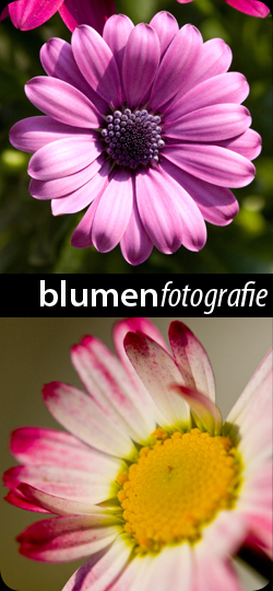 Blumenfotografie