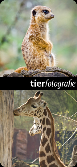 Tierfotografie